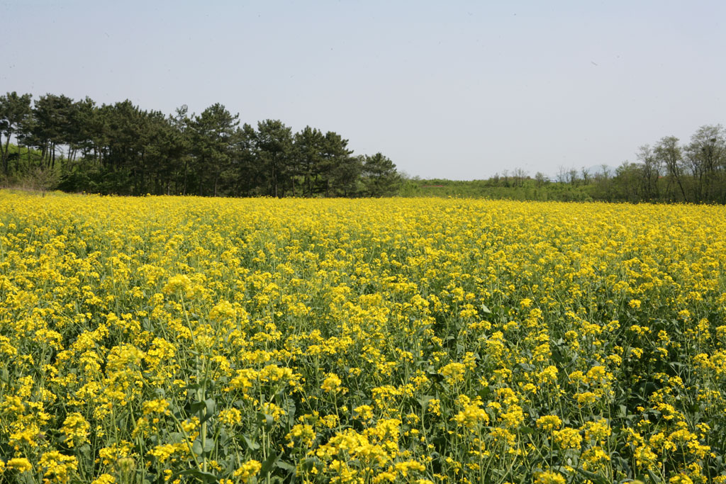 Rape blossoms